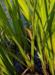 Аир корень 1 шт. сырье 30 г